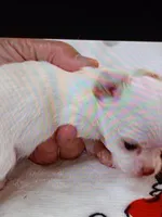 A - Puppy # 1 girl, a female Chihuahua for sale in Dayton, OH – 3 of 6