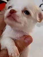 A - Puppy # 1 girl, a female Chihuahua for sale in Dayton, OH – 5 of 6