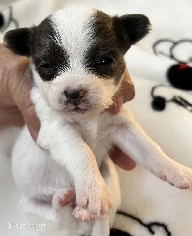 S . Puppy # 1 boy – Chihuahua puppy for sale in Dayton, OH