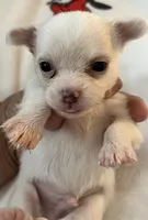A - Puppy # 3 boy, a male Chihuahua for sale in Dayton, OH – 7 of 7