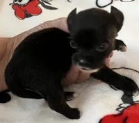 A - Puppy # 4 boy, a male Chihuahua for sale in Dayton, OH – 3 of 5
