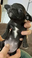 Ready Now , Puppy A # 4 boy  short hair , a male Chihuahua for sale in Dayton, OH – 7 of 9