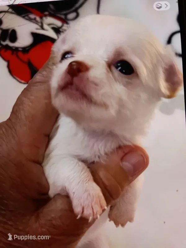 Puppy # 1 girl – Chihuahua puppy for sale in Dayton, OH