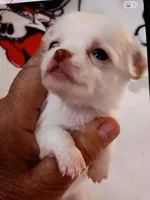 A - Puppy # 1 girl, a female Chihuahua for sale in Dayton, OH – 1 of 6