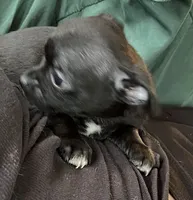 Ready Now , Puppy A # 4 boy  short hair , a male Chihuahua for sale in Dayton, OH – 4 of 9