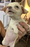 Ready Now , Puppy A # 2 girl short hair, a female Chihuahua for sale in Dayton, OH – 4 of 7