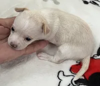 A - Puppy # 2 girl, a female Chihuahua for sale in Dayton, OH – 4 of 6