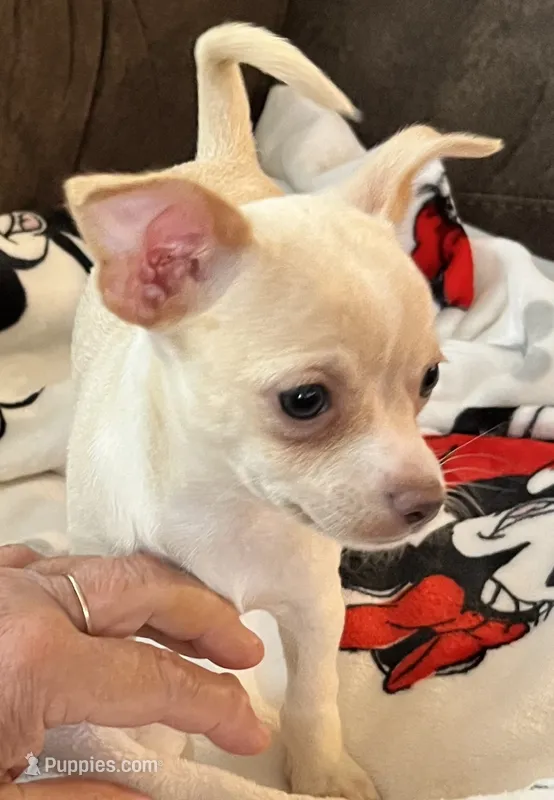 Ready Now , Puppy A # 2 girl short hair – Chihuahua puppy for sale in Dayton, OH