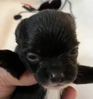 A - Puppy # 4 boy, a male Chihuahua for sale in Dayton, OH – 2 of 5