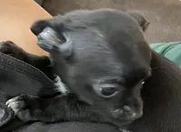 Ready Now , Puppy A # 4 boy  short hair , a male Chihuahua for sale in Dayton, OH – 3 of 9