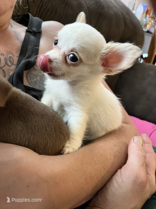 Ready Now  , very small .  Puppy A # 3 boy long hair  – Chihuahua puppy for sale in Dayton, OH