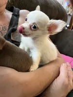 Ready Now  ,  Puppy A # 3 boy long hair , a male Chihuahua for sale in Dayton, OH – 10 of 10