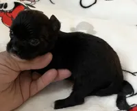 A - Puppy # 4 boy, a male Chihuahua for sale in Dayton, OH – 5 of 5