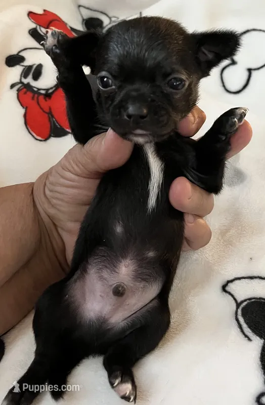 A - Puppy # 4 boy  black w/white long hair – Chihuahua puppy for sale in Dayton, OH