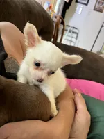 Ready Now  ,  Puppy A # 3 boy long hair , a male Chihuahua for sale in Dayton, OH – 1 of 10