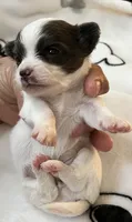 S . Puppy # 1 boy, a male Chihuahua for sale in Dayton, OH – 5 of 7