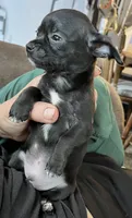 Ready Now , Puppy A # 4 boy  short hair , a male Chihuahua for sale in Dayton, OH – 9 of 9