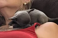 Ready soon , puppy  S  # 2 boy short hair , a male Chihuahua for sale in Dayton, OH – 3 of 8