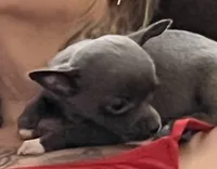 Ready soon , puppy  S  # 2 boy short hair , a male Chihuahua for sale in Dayton, OH – 1 of 8