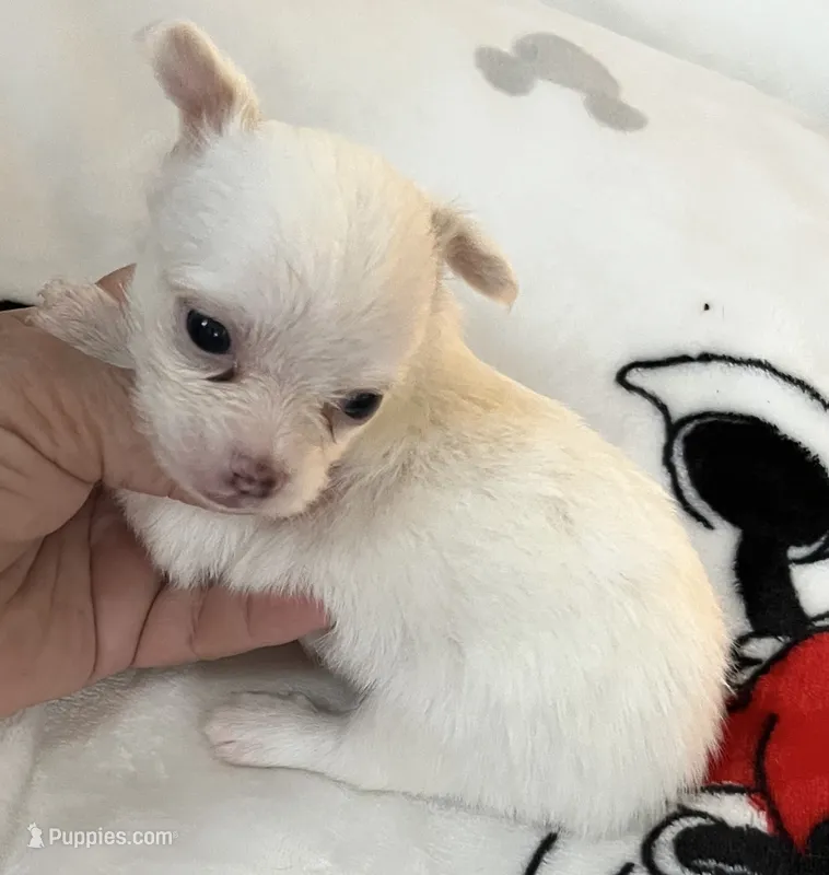 Puppy # 3 boy – Chihuahua puppy for sale in Dayton, OH