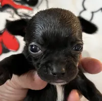 A - Puppy # 4 boy  black w/white , a male Chihuahua for sale in Dayton, OH – 2 of 5