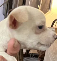 Ready Now , Puppy A # 2 girl short hair, a female Chihuahua for sale in Dayton, OH – 2 of 7