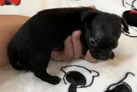 A - Puppy # 4 boy  black w/white , a male Chihuahua for sale in Dayton, OH – 3 of 5