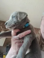 Light blue silver, a male Labrador Retriever for sale in Kimball, MN – Photo 4 of 5