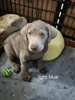 Light blue silver, a male Labrador Retriever for sale in Kimball, MN – Photo 2 of 5