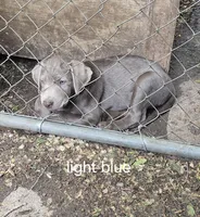 Light blue silver, a male Labrador Retriever for sale in Kimball, MN – Photo 3 of 5