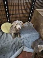 Light blue silver, a male Labrador Retriever for sale in Kimball, MN – Photo 1 of 5