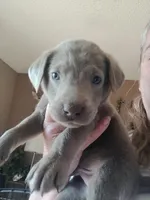 Light blue silver, a male Labrador Retriever for sale in Kimball, MN – Photo 5 of 5