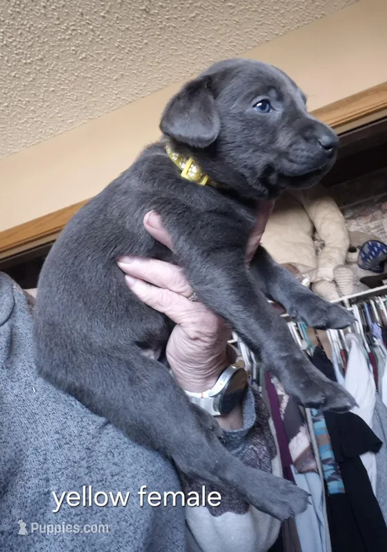 Yellow female  – Labrador Retriever puppy for sale in Kimball, MN