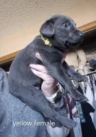 Yellow female , a female Labrador Retriever for sale in Kimball, MN – Photo 1 of 6