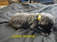 Yellow female , a female Labrador Retriever for sale in Kimball, MN – Photo 6 of 6