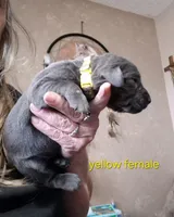 Yellow female , a female Labrador Retriever for sale in Kimball, MN – Photo 5 of 6