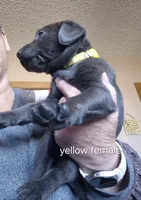 Yellow female , a female Labrador Retriever for sale in Kimball, MN – Photo 4 of 6