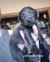 Yellow female , a female Labrador Retriever for sale in Kimball, MN – Photo 2 of 6