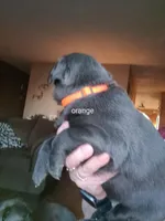 Orange, a female Labrador Retriever for sale in Kimball, MN – Photo 4 of 7