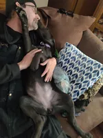 Orange, a female Labrador Retriever for sale in Kimball, MN – Photo 2 of 7