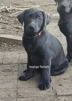 Orange, a female Labrador Retriever for sale in Kimball, MN – Photo 1 of 7