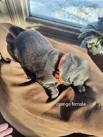 Orange, a female Labrador Retriever for sale in Kimball, MN – Photo 6 of 7