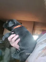 Orange, a female Labrador Retriever for sale in Kimball, MN – Photo 3 of 7