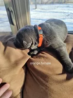 Orange, a female Labrador Retriever for sale in Kimball, MN – Photo 5 of 7