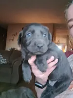 Orange, a female Labrador Retriever for sale in Kimball, MN – Photo 7 of 7