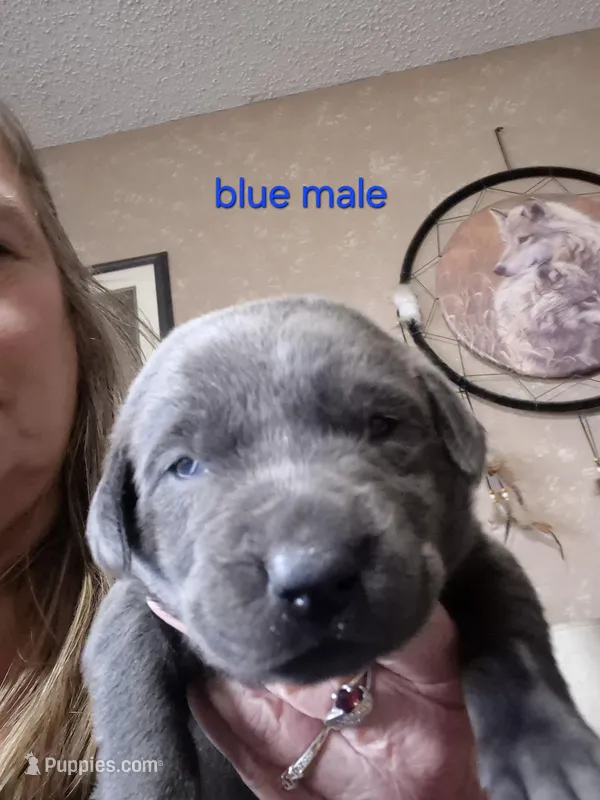 Blue male  – Labrador Retriever puppy for sale in Kimball, MN