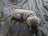 Blue male , a male Labrador Retriever for sale in Kimball, MN – Photo 3 of 3