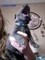 Blue male , a male Labrador Retriever for sale in Kimball, MN – Photo 2 of 3