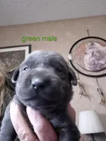 Green male , a male Labrador Retriever for sale in Kimball, MN – Photo 2 of 3