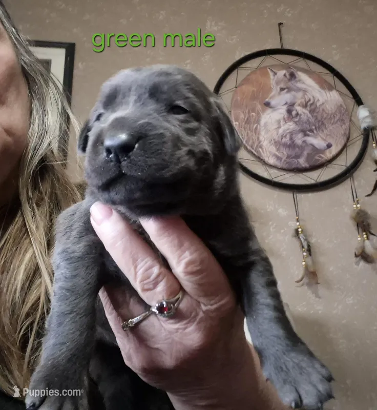 Green male  – Labrador Retriever puppy for sale in Kimball, MN